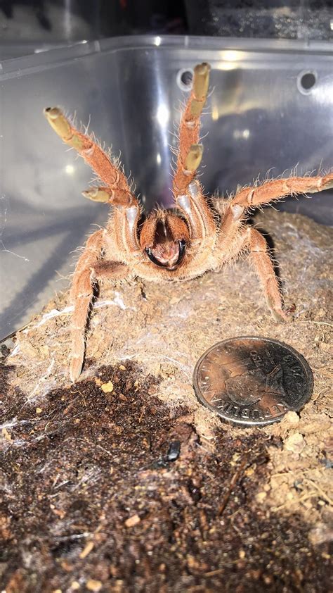 King Baboon Tarantula Sling