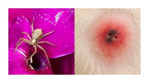 Tipos de Picaduras en Perros: Identificación, Síntomas y Tratamiento ...