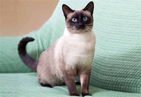 Siamese Cat Coloring Pages
