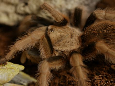 Arizona Blonde Tarantula (Aphonopelma chalcodes) care — The Tarantula ...