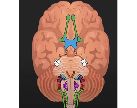 cranial nerve labeling Quiz