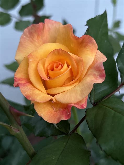 Koko Loko & Rio Samba : r/Roses