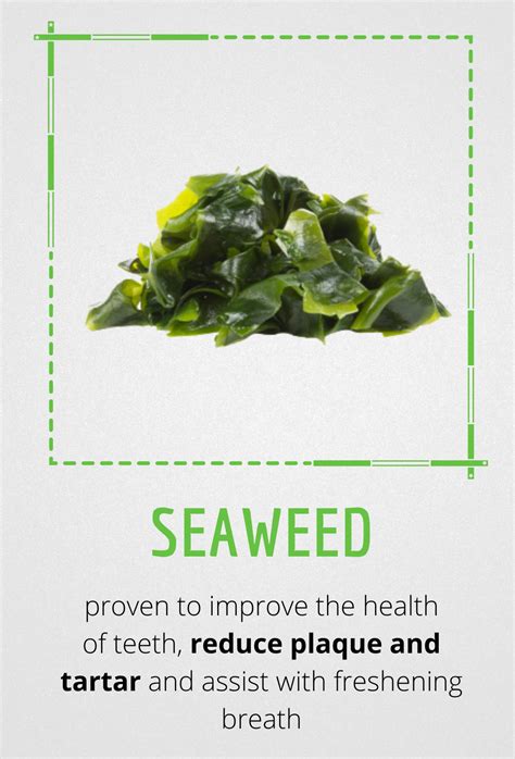 Seaweed benefits for dogs: can dogs eat seaweed? – Bell and Bone