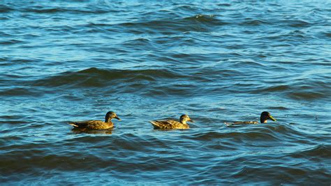 Small+Puffy+Breasts Photos, Download The BEST Free Small+Puffy+Breasts ...