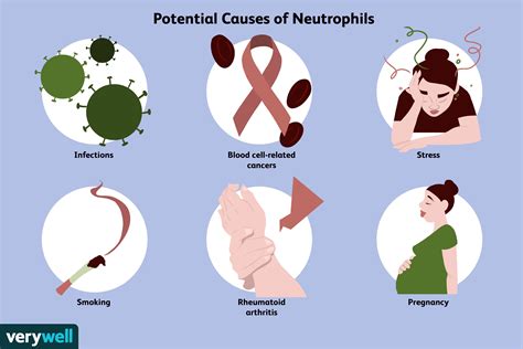 What Is Neutrophils Range at David Sells blog