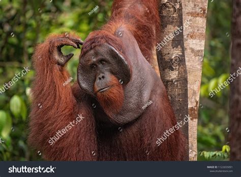Strong Big Male Orangutan Orangutan His Stock Photo 1122655091 ...