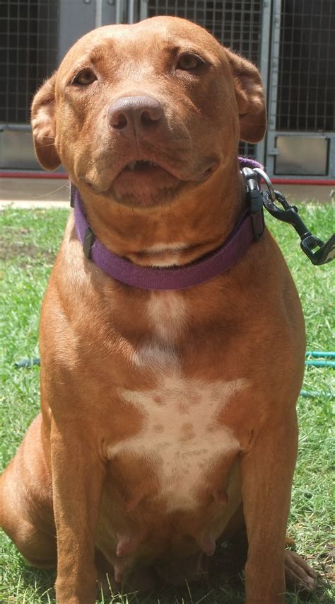 Scarlet - Medium Female Staffy x Pitbull Mix Dog in NT - PetRescue