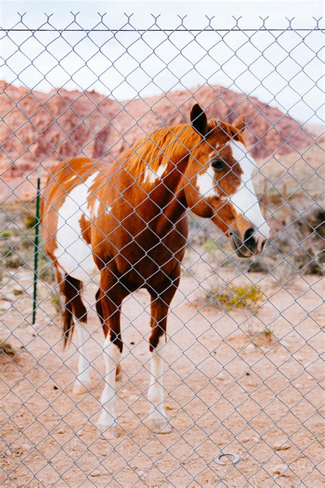 Horses on Farm · Free Stock Photo