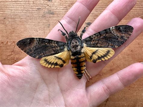 Death's Head Hawkmoth 'Acherontia styx' - The Little Caterpillar, LLC