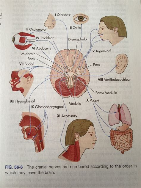 Drawing Of Cranial Nerves - Kids Drawing Lessons