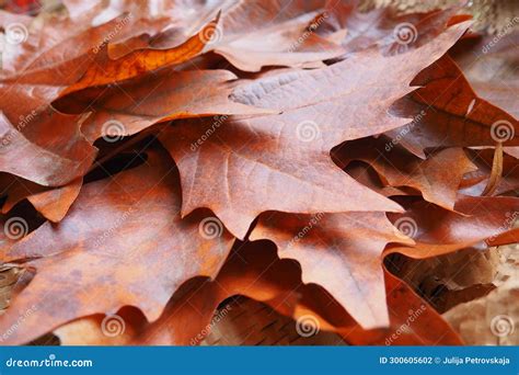 Acer is a Genus of Trees and Shrubs Commonly Known As Maples. the Genus ...