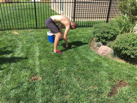 My Favorite Dog Pee Spot Patching Product [Backyard Neophyte ...