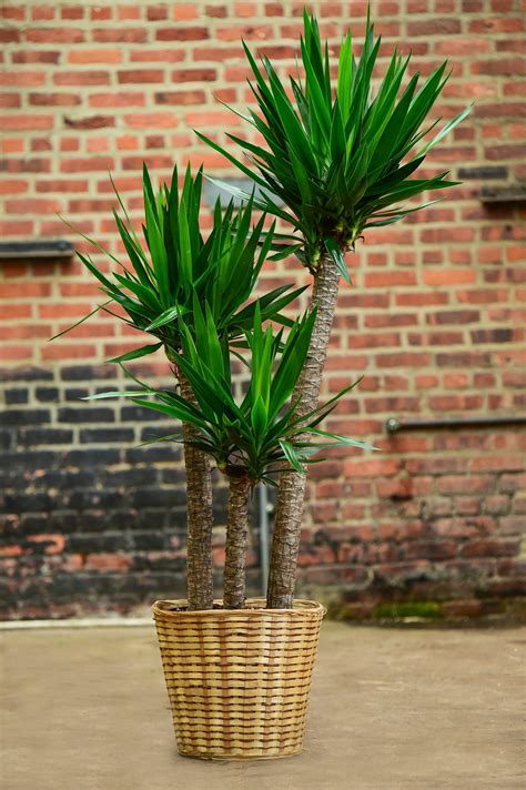 Yucca Cane Plant Care - Plant Ideas