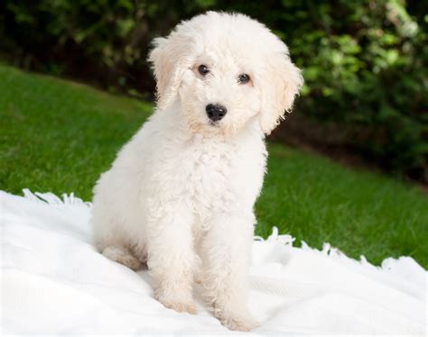 How to pick a service dog - Hypoallergenic Dog Breeds