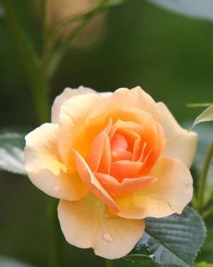 Smith Funeral Home Sunnyside, Washington (WA) | Who Passed On