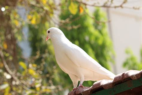 Free Images : nature, bird, wildlife, beak, fauna, vertebrate, parrot ...