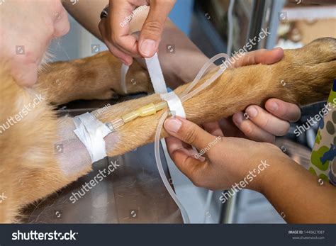 Intravenous Catheter Cephalic Vein Dog Preoperatory Foto stock ...