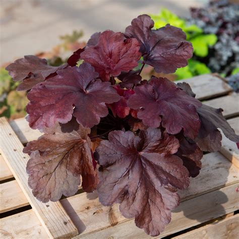 Vivaces, Heuchera 'Fire Alarm' 13cm | Schilliger