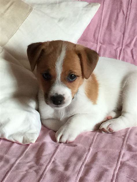 Sofia - 3 months old Jack Russell Terrier | Jack russell terrier ...