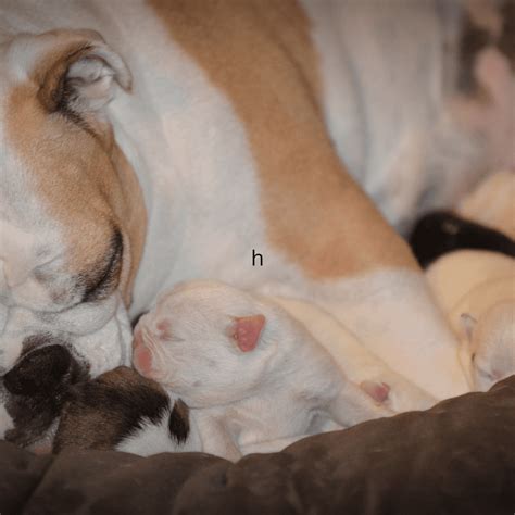 How Much Is Csection For Labrador