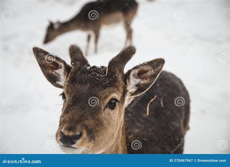 Young Girl Feeding Wild Deers at a Zoo on Summer Day. Children Watching ...