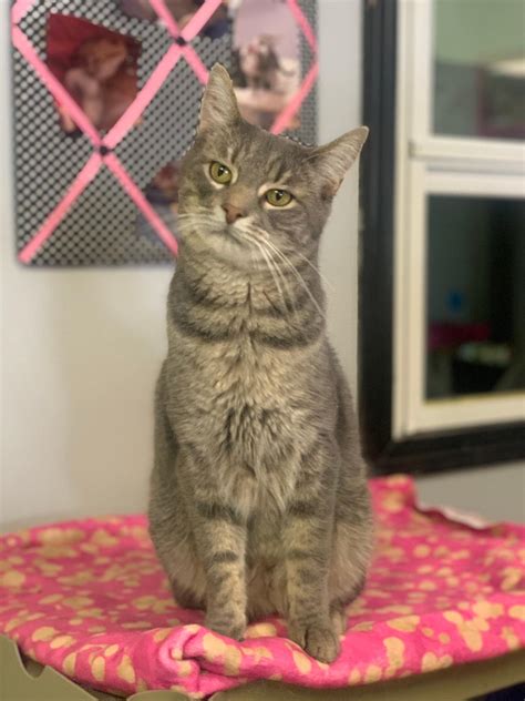 Adopt - River Valley Animal Rescue