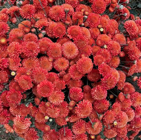 Heirloom Chrysanthemum 'Kelvin Mandarin' – 3 Porch Farm