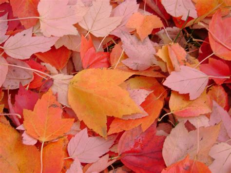 34 Facts About Autumn Reeser - Facts.net