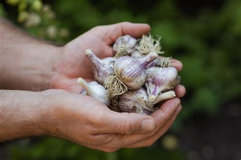 How to Harvest Garlic This Time of Year - The Arboretum at Flagstaff!