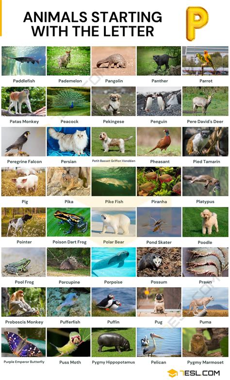100+ Animals that Start with P: Names, Photos & Fun Facts • 7ESL
