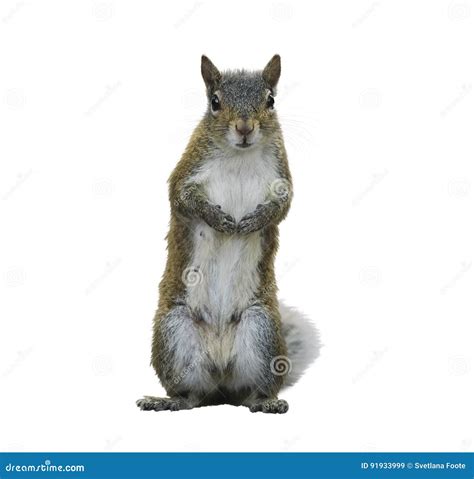 American Gray Squirrel stock image. Image of background - 91933999