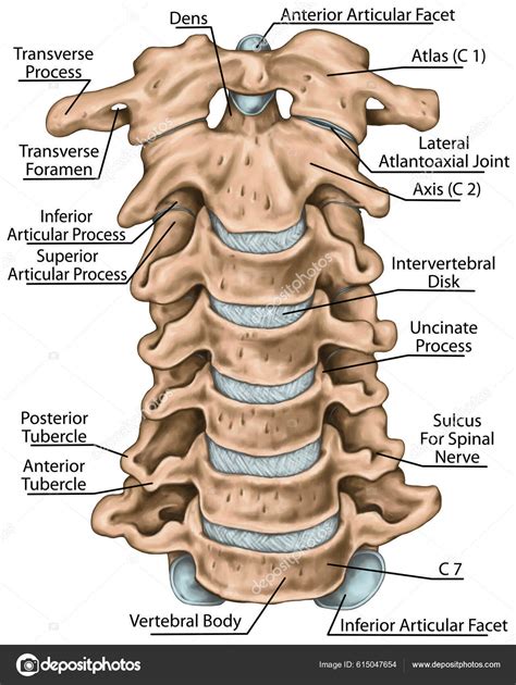 Cervical Spine Structure Vertebral Bones Cervical Bones Anatomy Human ...