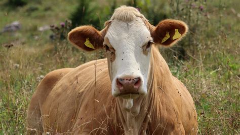 President Trump Eyes Argentine Beef to Solve Domestic Crisis - The Food ...