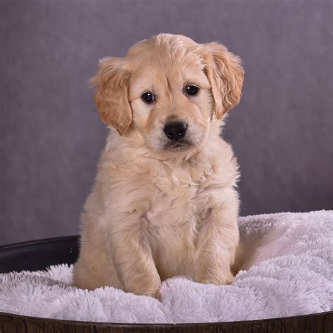 Miniature Golden Cocker Retriever