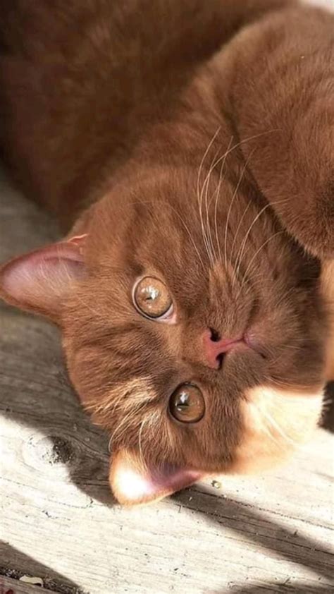 Cat tail movement meaning 8 secret communication signs – Artofit