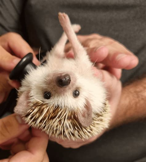 Help meee 🥺 - 👑🥝 is getting an X-Ray today : r/Hedgehog