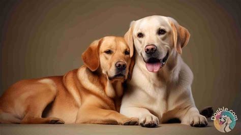 Top 3 Family-Friendly Dog Breeds Unveiled - Dogble