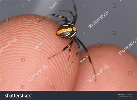 Juvenile Black Widow Spider Stock Photo 1233580678 | Shutterstock