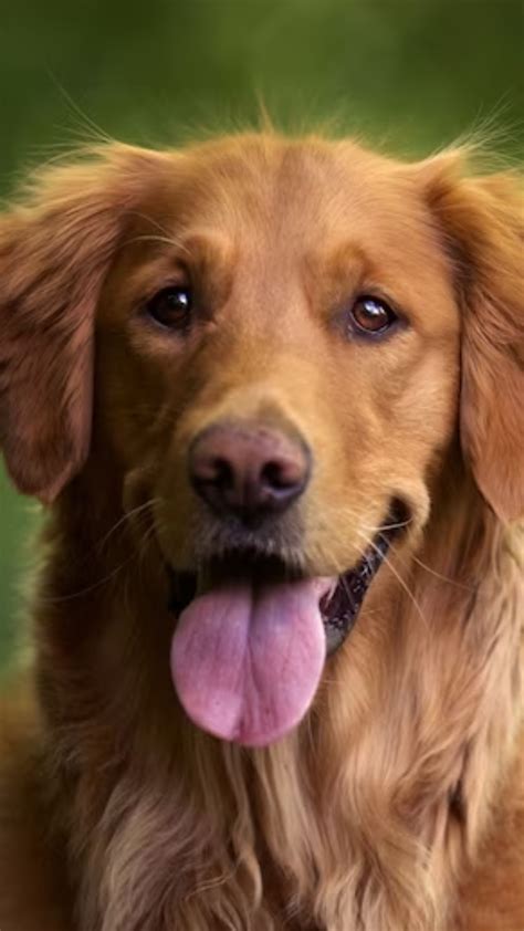 Top 10 most family-friendly dog breeds that make the best pets