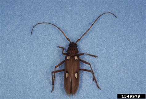 Ivory-marked beetle (Eburia quadrigeminata (Say, 1826))