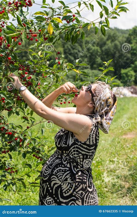 Pregnant Mother Picking Cherries Stock Image - Image of belly, parent ...