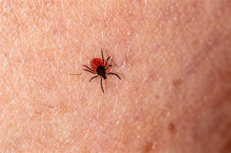 New Fear Unlocked: Scientists Say Ticks Can 'Fly'