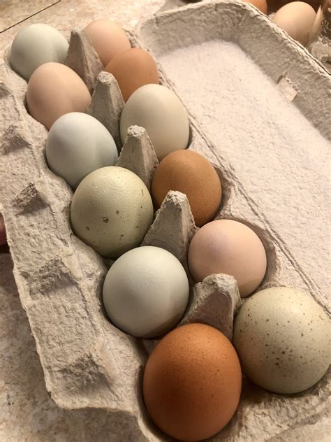 Why Do Chickens Stop Laying Eggs In The Winter And Should You Stagger ...
