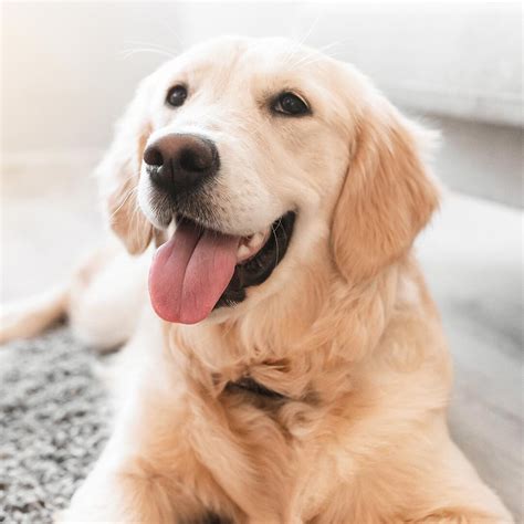 Our Cares Fund | Ashby Animal Clinic