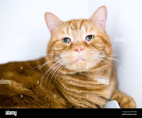 An orange tabby domestic shorthair cat with Haw's Syndrome, where the ...