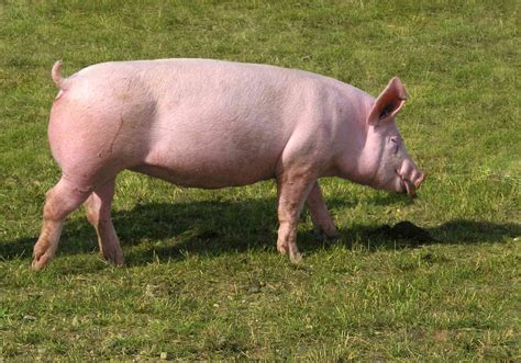 Pig Breeds Pink at GETMYLAHBLOG Blog