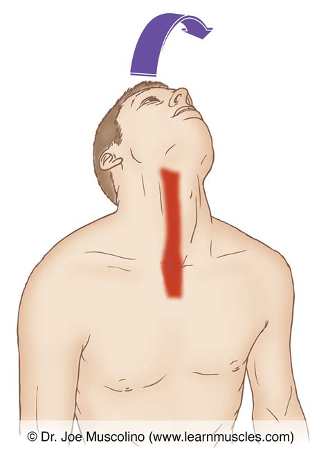 Longus Colli - Stretching - Learn Muscles