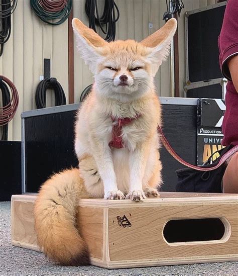 Pin by •Mariko• on •Animals&Birds | Pet fox, Fennec fox pet, Cute funny ...