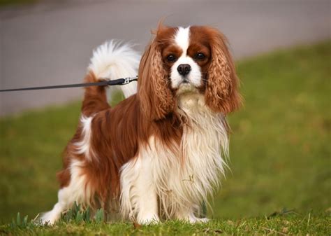 Russian Setter vs King Charles Spaniel - Breed Comparison