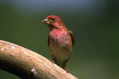 Bird Store Of New Hampshire at Wilbur Pritt blog